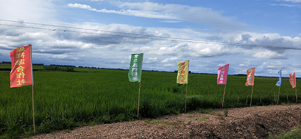 1588992080998909.jpg 2.jpg